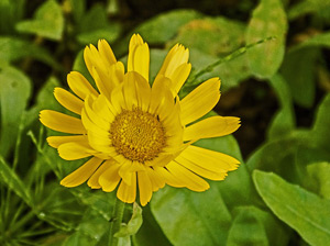 Ringelblume